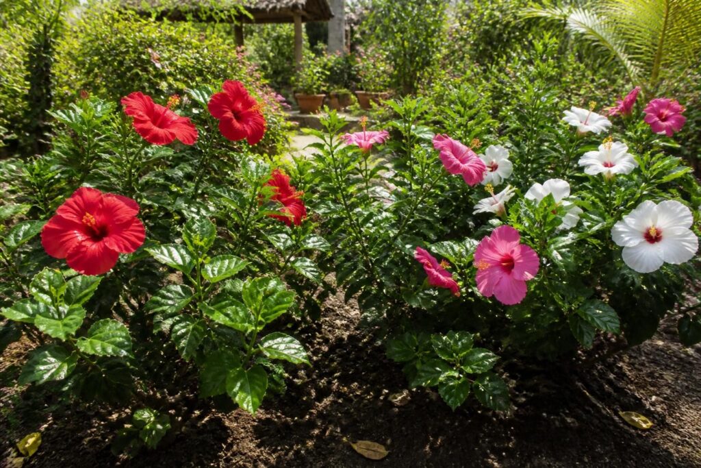 découvrez comment cultiver l’hibiscus avec althéa pour apporter couleur et naturel à votre jardin tout au long de l’année.