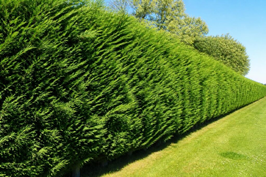 découvrez pourquoi le cyprès de leyland est idéal pour une haie dense et rapide à pousser, alliant esthétique et intimité dans votre jardin.