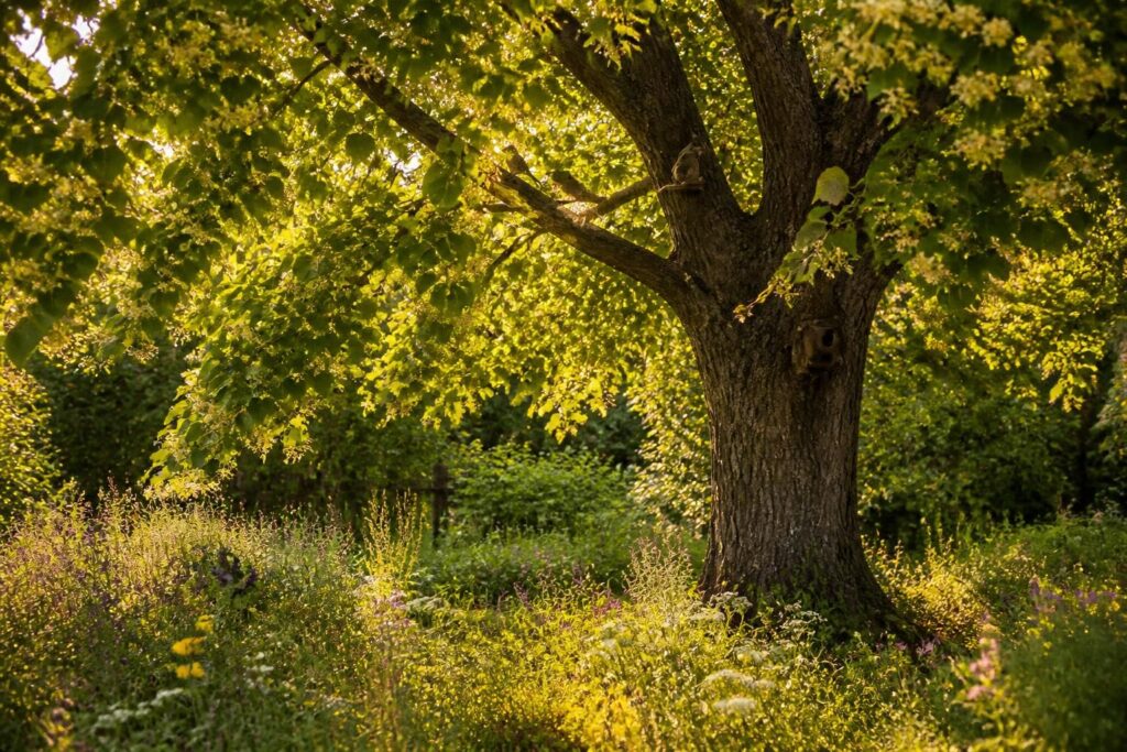 découvrez les bienfaits du tilleul, un arbre idéal pour un jardin apaisant et écologique, favorisant la biodiversité et le bien-être naturel.